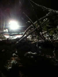 655 Tree Down 1.jpg (874395 bytes)
