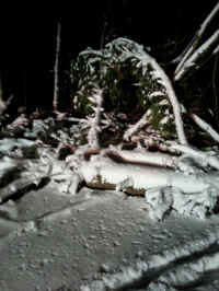 655 Tree Down 3.jpg (1098786 bytes)